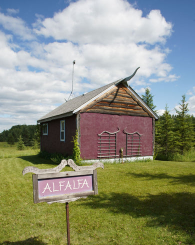 Alfalfa